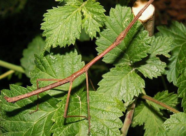 Can you detect the amazing stealth animals hiding in all these pictures?