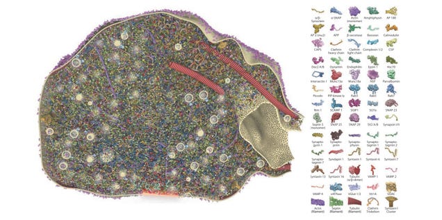 What the Synapses in Your Brain Actually Look Like