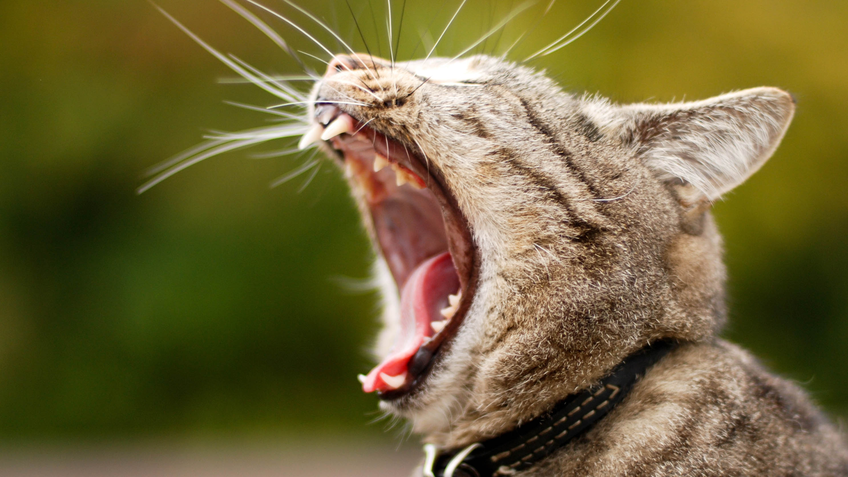 Your Cat s Mouth Is A Festering Hole Lined With Disease Riddled Knives