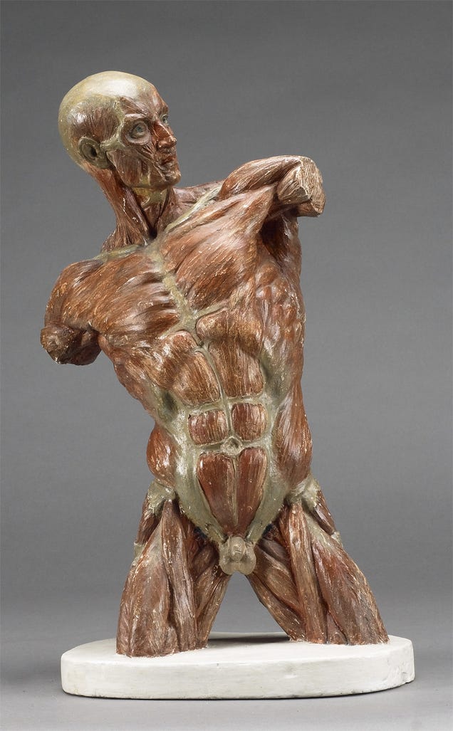 29 Anatomical Models That Will Haunt Your Dreams Tonight | Gizmodo UK