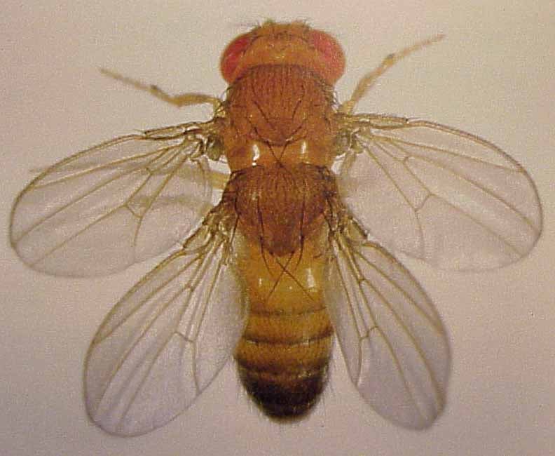 mutant-fruit-fly-names-range-from-fun-to-disturbing