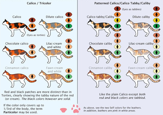 chart of all tabby cat colors