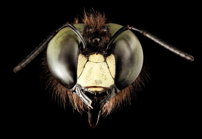 These Exquisite Bee Photographs Reveal Every Delicate Hair, Antenna, and Wing