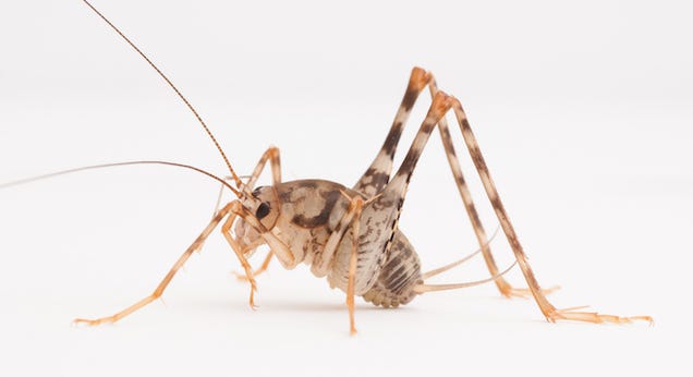 "Nightmarish" Cricket That Eats Anything Is Now Invading the US