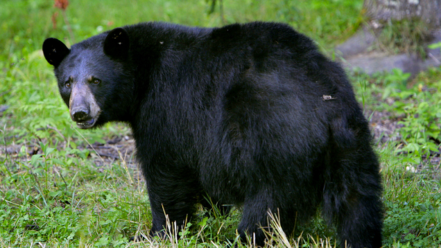 Hungry Bear Falls Through Skylight Into Birthday Party, Eats Cupcakes