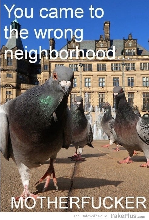 18ybw8ird6i8ljpg.jpg