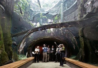 California Academy of Sciences Reopens in an Orgy of Ecotechture