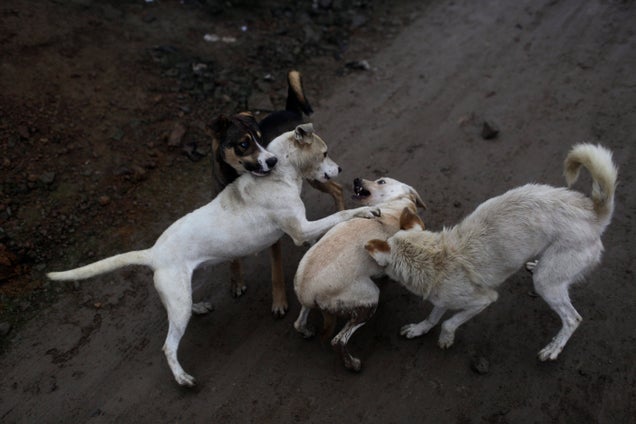 New Data Suggests Less Than 3,000 Stray Dogs In Detroit, Not 50,000