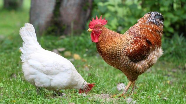 These Chickens Are Our First Line of Defense Against West Nile Virus