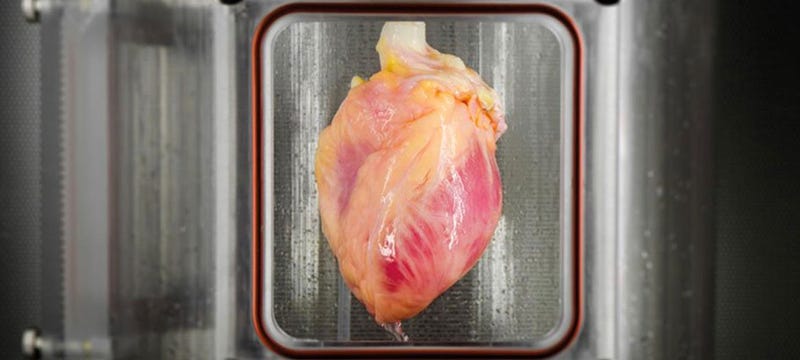 Científicos logran cultivar el primer tejido cardíaco funcional a partir de células madre
