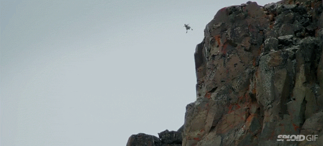 Holy crap, tiny gosling chicks jump 400 feet off a cliff to survive