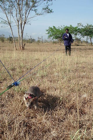 Meet the heroic rats who are trained to sniff out land mines