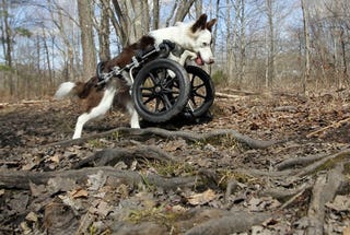 Roosevelt—The Bi-Pedal, Off-Roading Border Collie