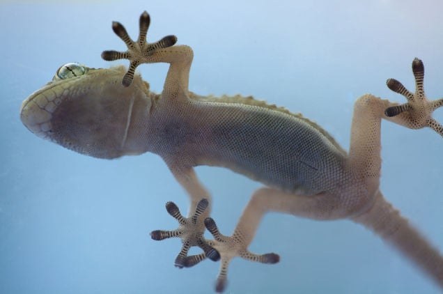 These Gloves Let You Climb a Glass Wall Like a Goddamn Gecko