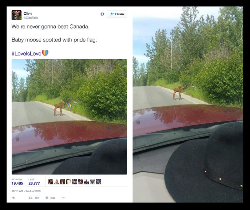 That Photo of a Baby Moose With a Pride Flag is Fake