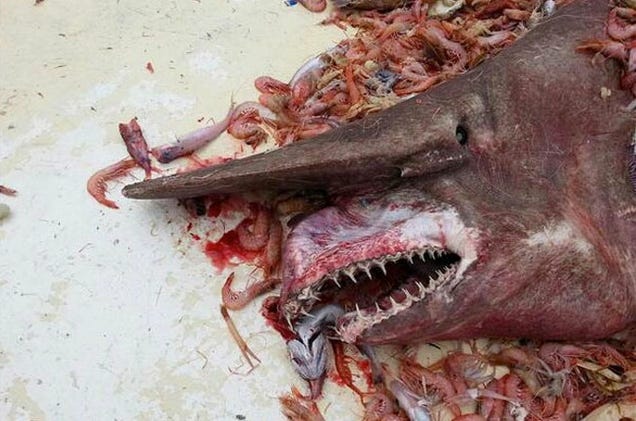 Horrifying and Rare "Goblin Shark" Found off the Coast of Key West