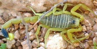 Radioactive Venom Lengthens Lives, Promotes Tumescence