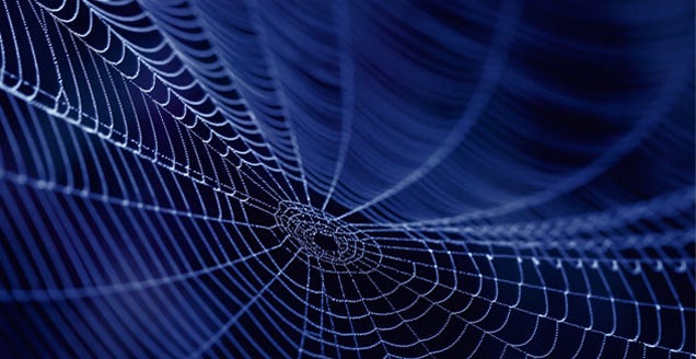 In The Future, Spider Silk May Help Grow Your Replacement Heart