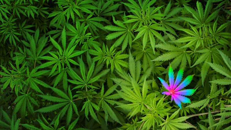 Everything You Need to Know About Medical Marijuana