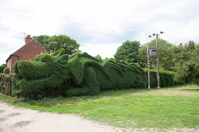 Man Keeps His Home Safe With a Dragon Hedge