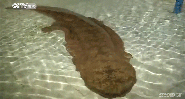 200-year old giant salamander discovered outside a cave in China