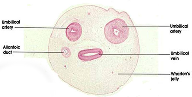 Did You Know? Umbilical Cord Cross-Sections Look Like a Dumb :) Face