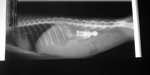 X-rays of the weird things that vets find inside pets