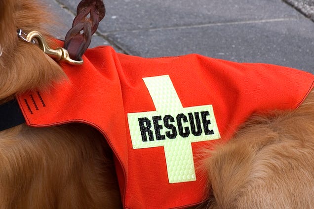 Dog Escapes Being Euthanized, Becomes Rescue Dog in Japan Landslides