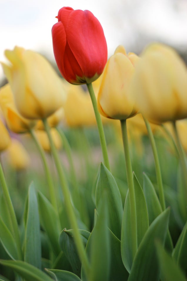 Shooting Challenge: Spring Gallery 3