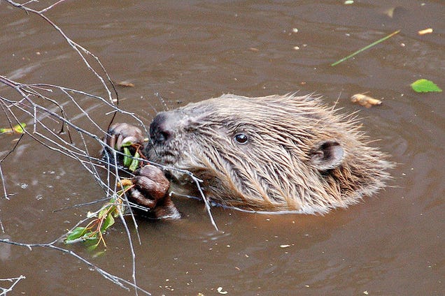 The Idaho Government Once Forced Beavers to Skydive With WWII Parachutes