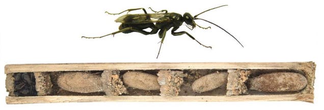 This Wasp Defends Its Home With the Cadavers of Its Victims