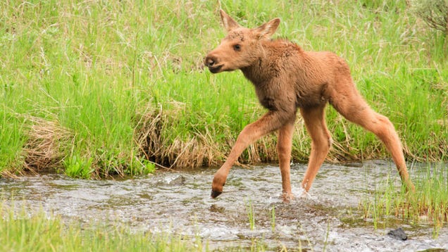 Please Stop Touching All Those Adorable Baby Moose in Alaska