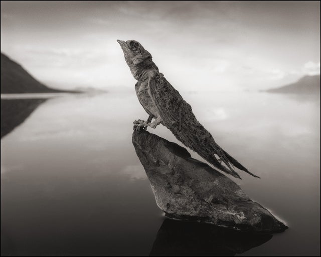 lake natron calcified animals lake natron calcified animals