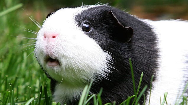 Lothario Guinea Pig Infiltrates Female Enclosure, Sires Around 400