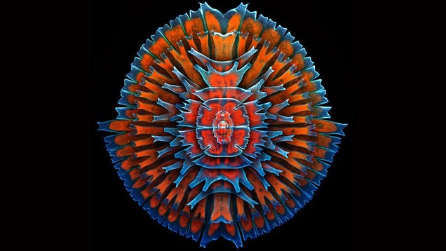Behold the Monstrous Beauty of This Year's Coolest Microscopic Images