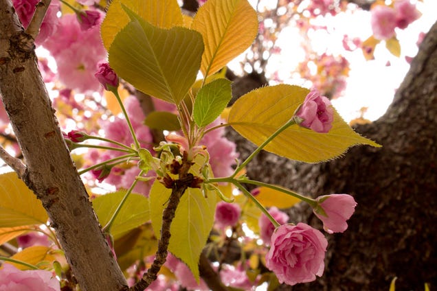 Shooting Challenge: Spring Gallery 1