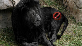 Forward or Delete: This Week's Fake Viral Photos