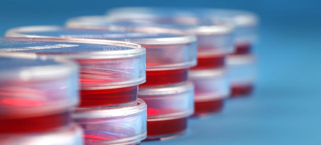 One Super Common Bacteria is