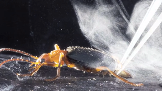 How This Beetle Shoots Jets of Superheated Liquid Out of Its Butt