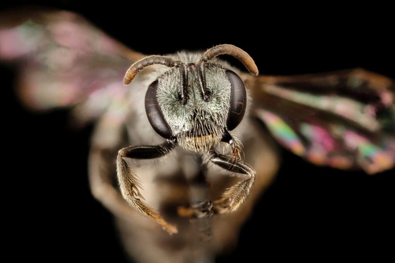 These Exquisite Bee Photographs Reveal Every Delicate Hair, Antenna, and Wing