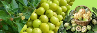 Garcinia Cambogia Formula