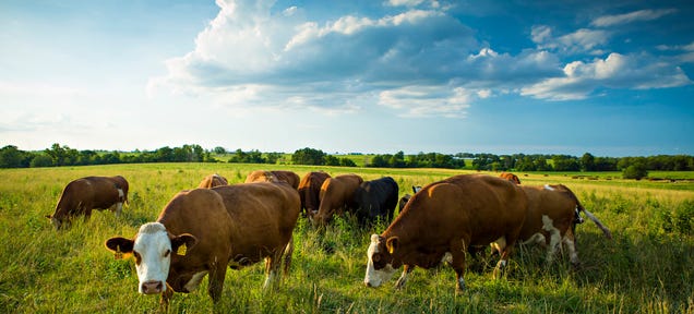 photo of Cattle Yard Aroma Carries Antibiotics and Antibiotic-Resistant DNA image