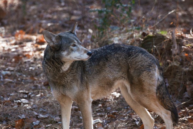 America's Forgotten Wolf Still Lives In North Carolina