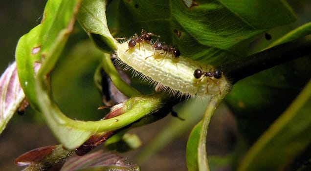 Esta oruga segrega una droga que controla el cerebro de las hormigas