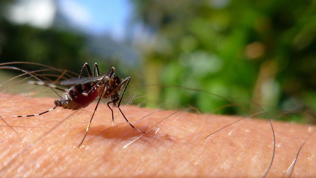New chemical compound could make humans "invisible" to mosquitoes