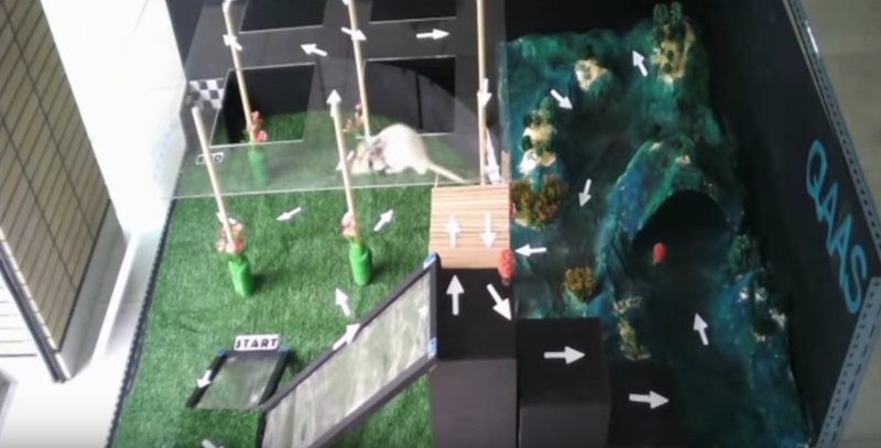 Cyborg Rats Solve Mazes Better and Faster Than Normal Rats