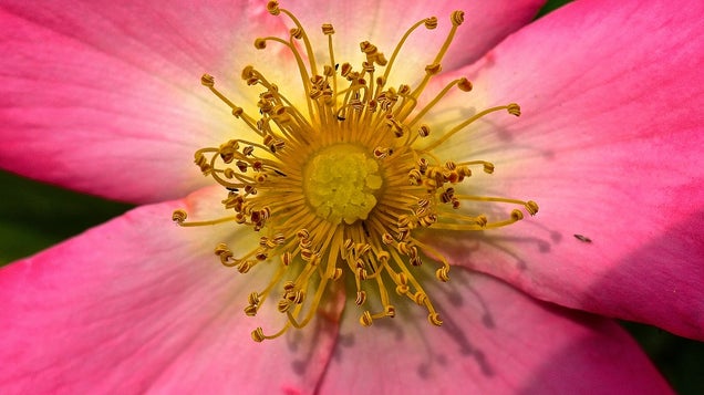 58 Giant Close-Ups Of Plants