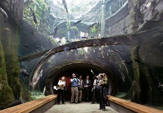 California Academy of Sciences Reopens in an Orgy of Ecotechture