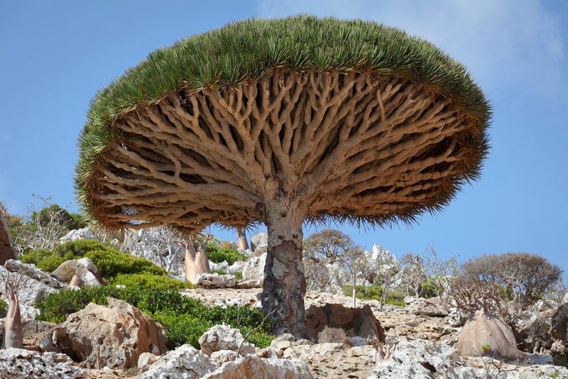 Así es Socotra, la isla de las especies perdidas (y muy, muy raras)