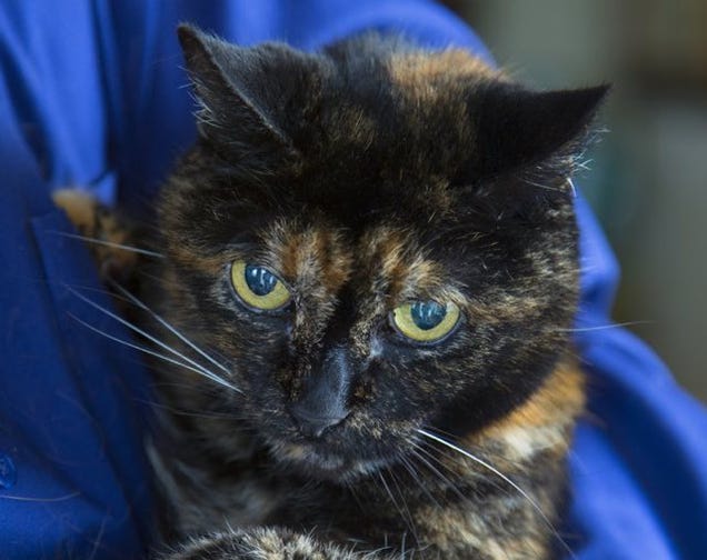 Meet Tiffany Two, The World's Oldest Cat (She'll Be 27 Next Month)